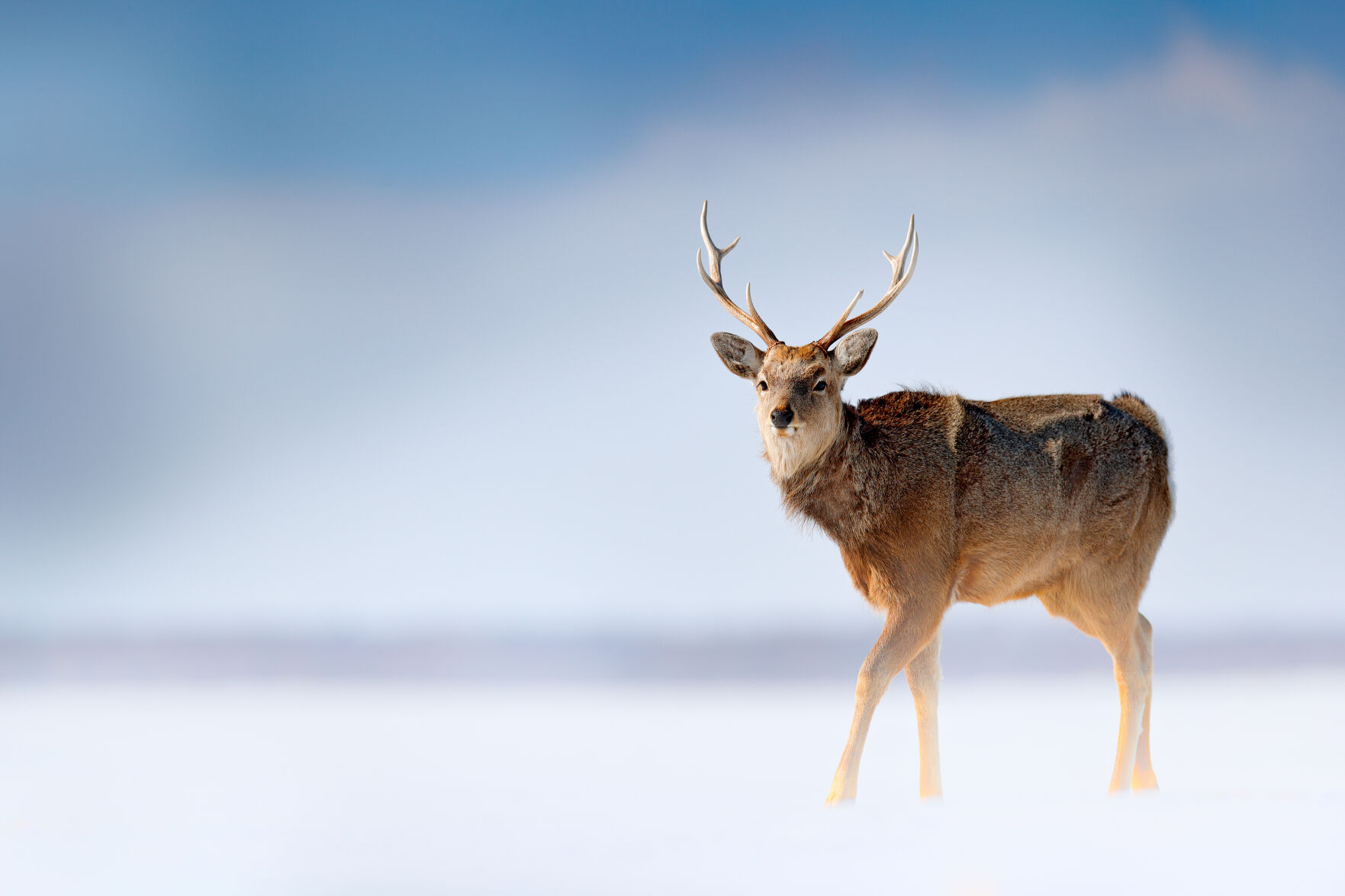 Hokkaido sika deer, Cervus nippon yesoensis, in the snow meadow, winter mountains and forest in the background, animal with antler in the nature habitat, winter scene, Hokkaido, wildlife nature, Japan